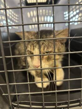 Domestic Short Hair Cats Available for Adoption in Palmetto, Florida - A135301 | PetCurious