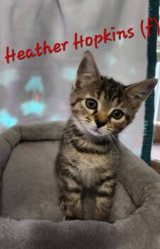 Domestic Short Hair Cats Available for Adoption in Clarksville, Tennessee - Heather Hopkins | PetCurious