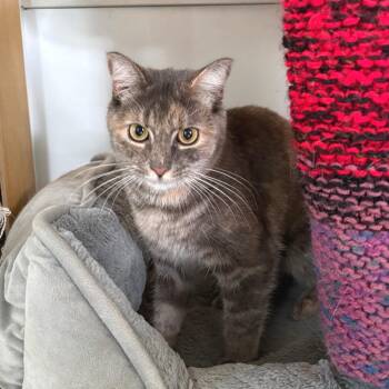 Teal -  Domestic Short Hair Cat for Adoption in East Hampton, New York - Teal | PetCurious