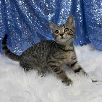 Gus -  Domestic Short Hair Cat for Adoption in Clarkesville, Georgia - Gus | PetCurious