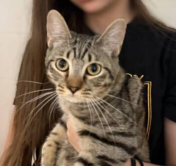 Meowth -  Domestic Short Hair Cat for Adoption in Slidell, Louisiana - Meowth | PetCurious