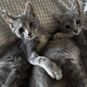 Domestic Short Hair Cats Available for Adoption in San Tan Valley, Arizona - Poppy | PetCurious