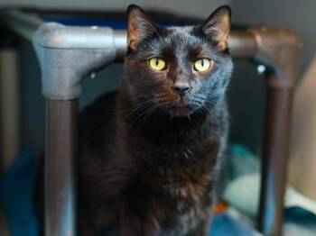 Cooper -  Domestic Short Hair Cat for Adoption - Cooper | PetCurious