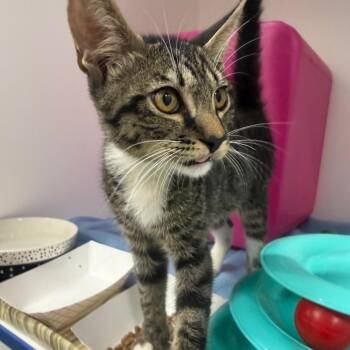 Dempsy -  Domestic Short Hair Cat for Adoption in Tampa, Florida - Dempsy | PetCurious