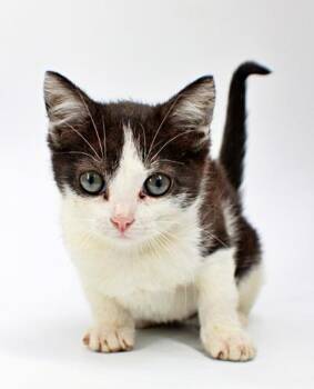Veronica -  Domestic Short Hair Cat for Adoption in Morton Grove, Illinois - Veronica | PetCurious