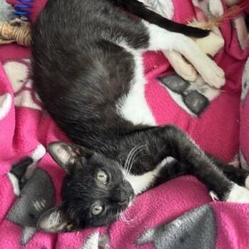 Slim Pickens -  Domestic Short Hair and Tuxedo Cat for Adoption in Sacramento, California - Slim Pickens | PetCurious