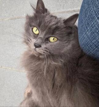 Puddle (Gracie) -  Domestic Long Hair Cat for Adoption in Muskegon, Michigan - Puddle (Gracie) | PetCurious