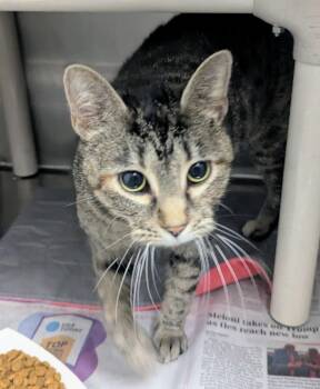 Charm -  Domestic Short Hair Cat for Adoption in Springfield, Illinois - Charm | PetCurious