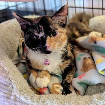 Rescue Domestic Short Hair Cats for Adoption - Cynthia | PetCurious