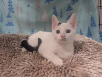 Rescue Domestic Short Hair Cats for Adoption in Medford Lakes, New Jersey - Juniper | PetCurious