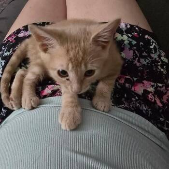 Creamsicle -  Domestic Short Hair Cat for Adoption in Ringtown, Pennsylvania - Creamsicle | PetCurious