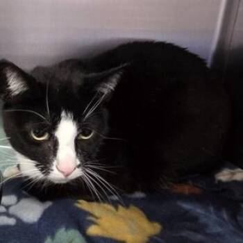 Oreo -  Domestic Short Hair Cat for Adoption in Worcester, Massachusetts - Oreo | PetCurious