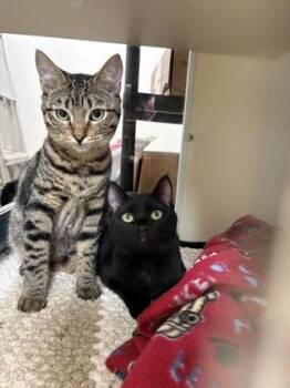 Rescue Domestic Short Hair Cats for Adoption in Gloucester, Massachusetts - Neptuna | PetCurious