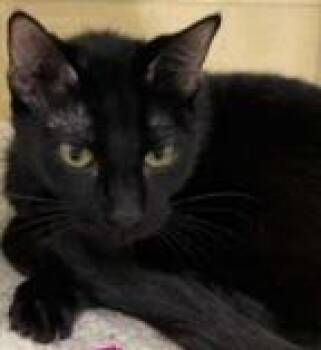 Frankie -  Domestic Short Hair Cat for Adoption in Kansas City, Missouri - Frankie | PetCurious