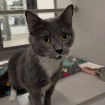 Domestic Short Hair Cats Available for Adoption - Marge | PetCurious