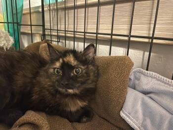 Domestic Medium Hair Cats Available for Adoption in Walnut Creek, California - CottonTail | PetCurious