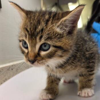 Jeremy -  Domestic Short Hair Cat for Adoption in Auburn, Alabama - Jeremy | PetCurious