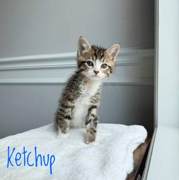 Domestic Short Hair Cats Available for Adoption in Bethel, Ohio - Ketchup  | PetCurious