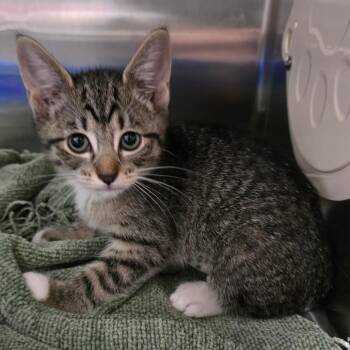 Carmel -  Domestic Short Hair Cat for Adoption in Spokane, Washington - Carmel | PetCurious