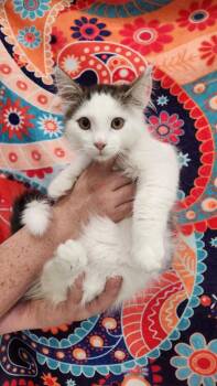 I C -  Domestic Long Hair Cat for Adoption in Brookings, Oregon - I C | PetCurious