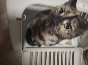 Rescue Dilute Calico Cats for Adoption in Lawrenceville, Georgia - Twinkle | PetCurious