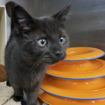 Rescue Domestic Short Hair Cats for Adoption in Voorhees Township, New Jersey - Yield | PetCurious