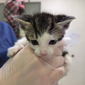 Domestic Medium Hair Cats Available for Adoption in Charleston, West Virginia - Caramel | PetCurious