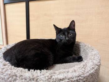 Rescue Domestic Short Hair Cats for Adoption in Port Barrington, Illinois - Tobi | PetCurious