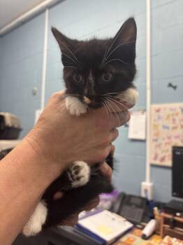 Bella -  Domestic Short Hair Cat for Adoption in Evansville, Indiana - Bella | PetCurious