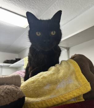 Domestic Short Hair Cats Available for Adoption in Maple Ridge, British Columbia - Ford F150 | PetCurious