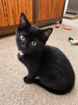 Espresso -  Domestic Short Hair Cat for Adoption in Victor, New York - Espresso | PetCurious