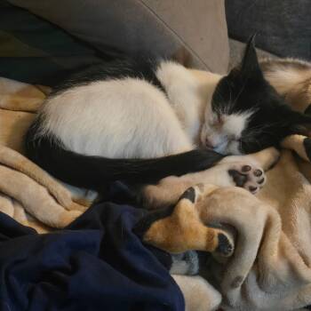 Rescue Domestic Short Hair Cats for Adoption in Floresville, Texas - Olive | PetCurious