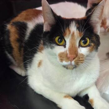 Cali -  Calico Cat for Adoption in Mount Airy, North Carolina - Cali | PetCurious