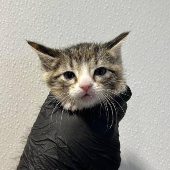 Shim -  Domestic Short Hair Cat for Adoption in Abilene, Texas - Shim | PetCurious