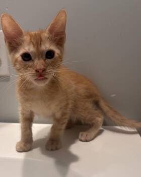 A2077602 -  Domestic Short Hair Cat for Adoption in Houston, Texas - A2077602 | PetCurious