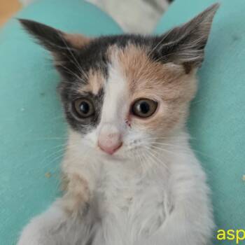 Rescue Domestic Short Hair Cats for Adoption in Grantsville, Utah - Aspen | PetCurious