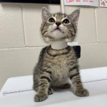 Pip -  Domestic Short Hair Cat for Adoption in Birmingham, Alabama - Pip | PetCurious