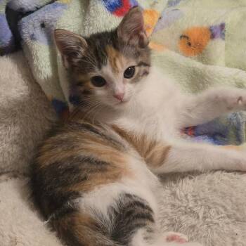 Tumbleena -  Domestic Short Hair Cat for Adoption in Wappingers Falls, New York - Tumbleena | PetCurious