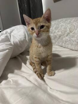 Ron -  Domestic Short Hair Cat for Adoption in Orlando, Florida - Ron | PetCurious