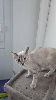 Domestic Short Hair Cats Available for Adoption - Gibby | PetCurious