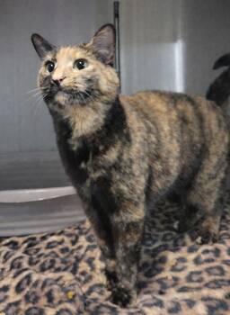 Tortoiseshell and Domestic Short Hair Cats Available for Adoption - Shego | PetCurious