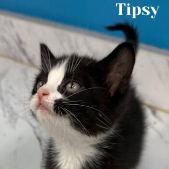 Tipsy -  Domestic Short Hair Cat for Adoption in Washington, Pennsylvania - Tipsy | PetCurious