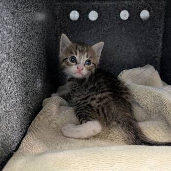 Tommy -  Domestic Short Hair Cat for Adoption in Pasadena, California - Tommy | PetCurious