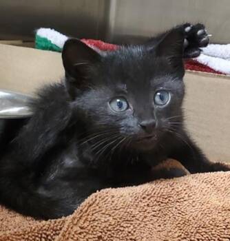 Truss -  Domestic Short Hair Cat for Adoption in Kansas City, Missouri - Truss | PetCurious