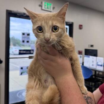 Domestic Short Hair Cats Available for Adoption in Columbiana, Alabama - Francis Ann | PetCurious