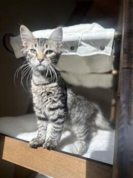 Donkey -  Domestic Short Hair Cat for Adoption in Duluth, Georgia - Donkey | PetCurious