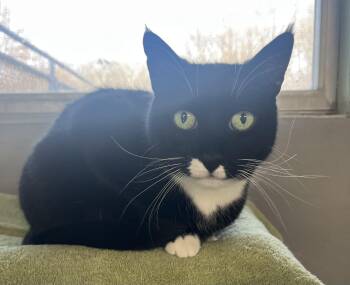 Domestic Short Hair and Tuxedo Cats Available for Adoption in Mendham, New Jersey - Gus | PetCurious