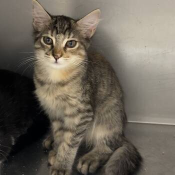 Rescue Domestic Short Hair Cats for Adoption in Kanab, Utah - Carrot | PetCurious