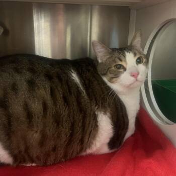 "Big" Mac -  Domestic Short Hair Cat for Adoption in Port Townsend, Washington - "Big" Mac | PetCurious