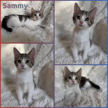 Sammy -  Domestic Short Hair Cat for Adoption in Windy Hills, Kentucky - Sammy | PetCurious